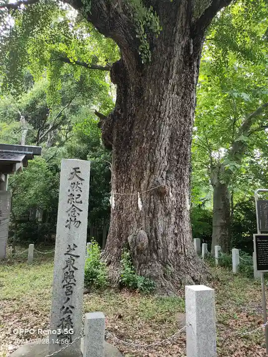 芝東照宮の自然
