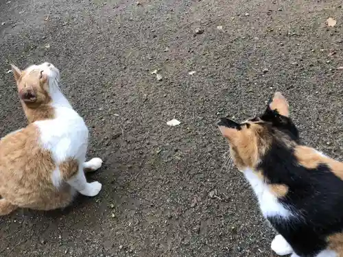 麻賀多神社の動物