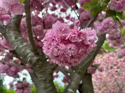 霧島神宮(鹿児島県)