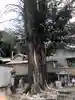 鴨山口神社の自然