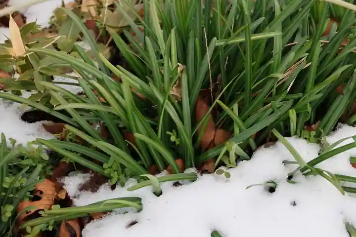 高司神社〜むすびの神の鎮まる社〜の自然