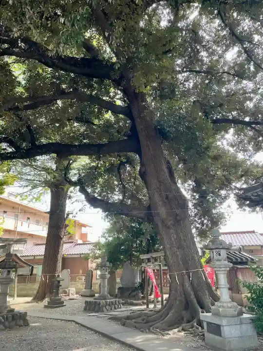 諏訪大神社 の{uncategorized: "未分類", other: "その他", undefined: "問題あり", building: "その他建物", grave: "お墓", sacred_gate: "鳥居", guardian: "狛犬", statue: "像", buddha: "仏像", history: "歴史", nature: "自然", garden: "庭園", animal: "動物", pagoda: "塔", temizu: "手水舎", mountain_gate: "山門・神門", sanctuary: "本殿・本堂", subordinate: "末社・摂社", art: "芸術", scenery: "景色", jizo: "地蔵", ema: "絵馬", goshuin: "御朱印", omikuji: "おみくじ", items: "授与品その他", amulet: "お守り", goshuincho: "御朱印帳", eats: "食事", festival: "お祭り", votive_dance: "神楽", shichigosan: "七五三参", wedding: "結婚式", experience: "体験その他", initially: "初詣", around: "周辺", anti_infection: "感染症対策"}