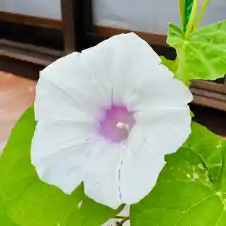 土津神社｜こどもと出世の神さま(福島県)