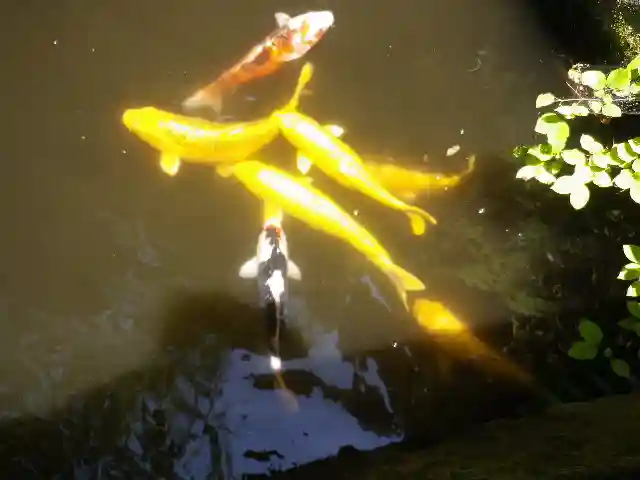 銭洗弁財天宇賀福神社の動物