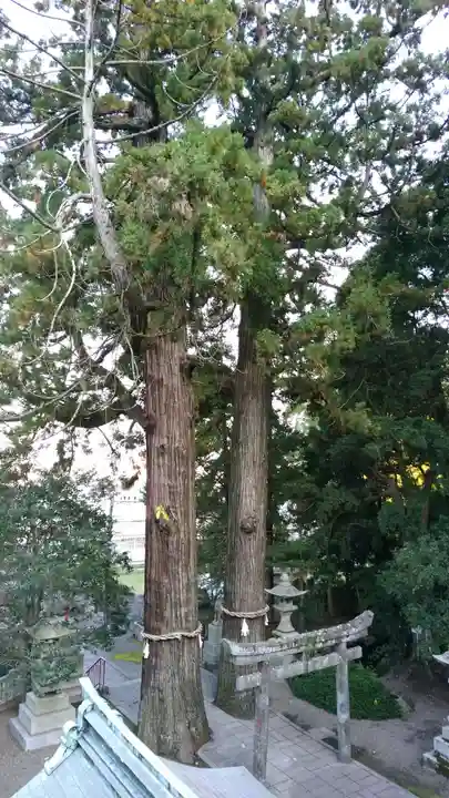 八幡朝見神社の自然