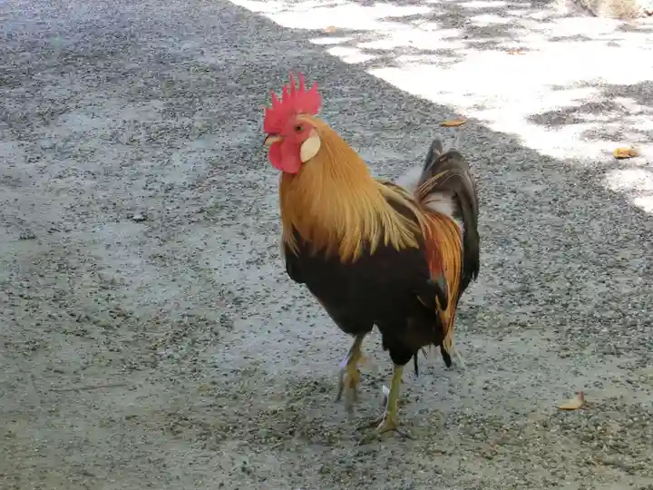 石上神宮の動物