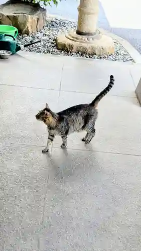 白金氷川神社の動物