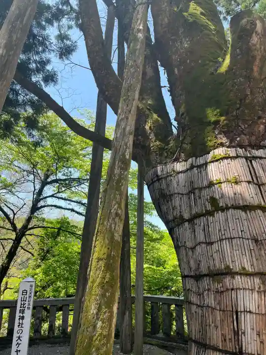 白山比咩神社(石川県)
