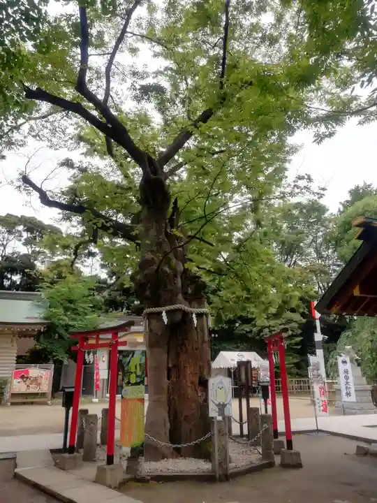 新田神社の自然