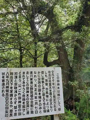 賀茂神社の自然