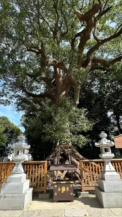 和泉國一之宮 大鳥大社(大阪府)