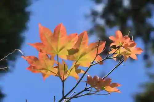 高屋敷稲荷神社の庭園
