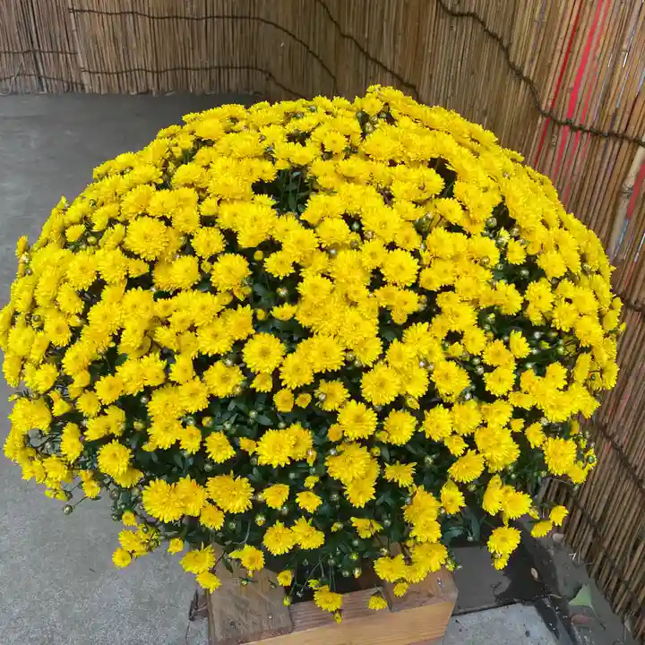 明王院(満願寺別院)の自然