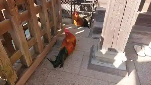 谷保天満宮の動物