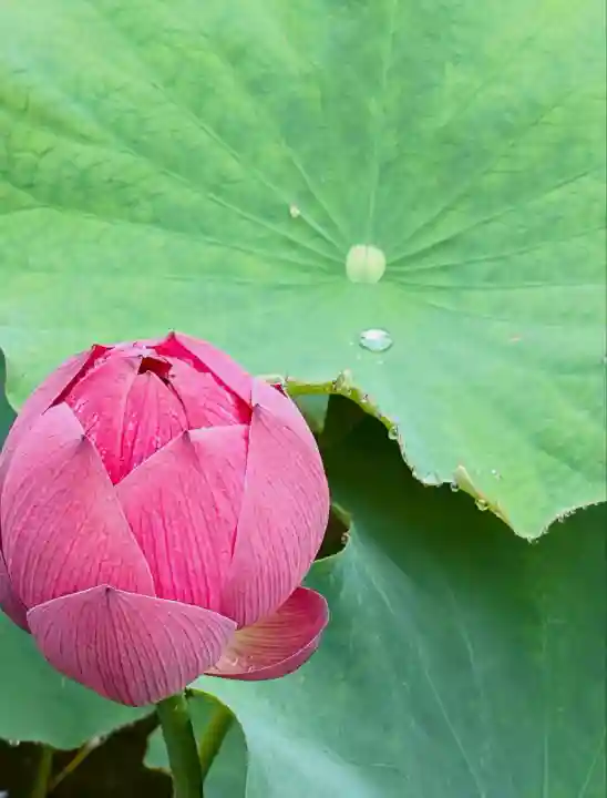 長谷寺(神奈川県)
