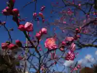 岡崎天満宮の自然