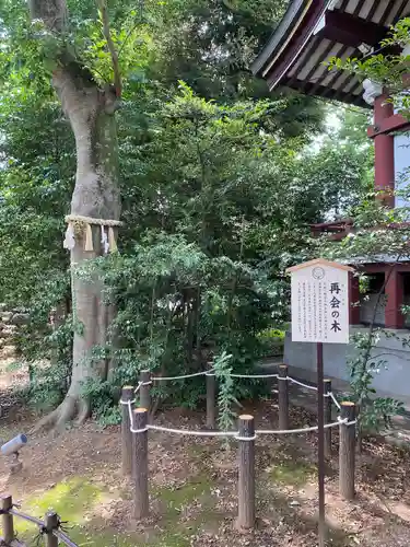 川越八幡宮(埼玉県)