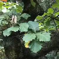 宗像大社の自然