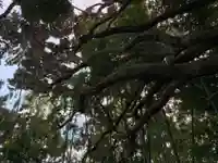 秋葉神社の自然