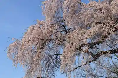 貝山薬師堂の自然