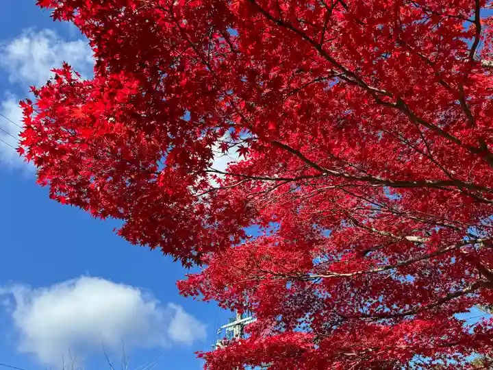 高野山金剛峯寺(和歌山県)