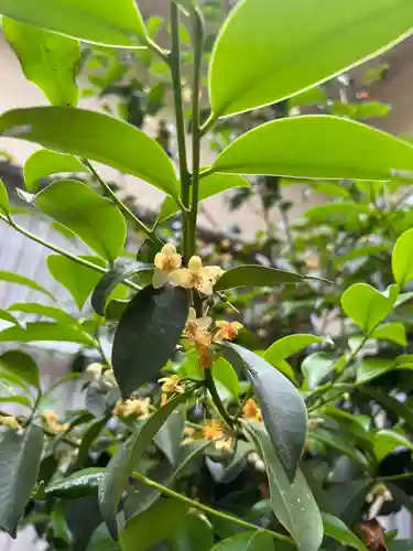 手力雄神社の自然