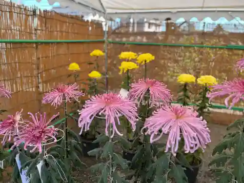 高麗神社(埼玉県)
