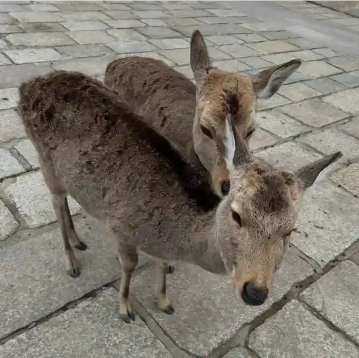 東大寺の{uncategorized: "未分類", other: "その他", undefined: "問題あり", building: "その他建物", grave: "お墓", sacred_gate: "鳥居", guardian: "狛犬", statue: "像", buddha: "仏像", history: "歴史", nature: "自然", garden: "庭園", animal: "動物", pagoda: "塔", temizu: "手水舎", mountain_gate: "山門・神門", sanctuary: "本殿・本堂", subordinate: "末社・摂社", art: "芸術", scenery: "景色", jizo: "地蔵", ema: "絵馬", goshuin: "御朱印", omikuji: "おみくじ", items: "授与品その他", amulet: "お守り", goshuincho: "御朱印帳", eats: "食事", festival: "お祭り", votive_dance: "神楽", shichigosan: "七五三参", wedding: "結婚式", experience: "体験その他", initially: "初詣", around: "周辺", anti_infection: "感染症対策"}