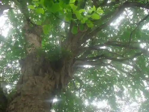 荏柄天神社の自然
