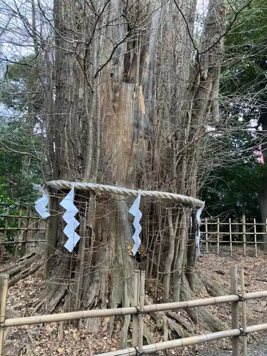 大國魂神社の自然