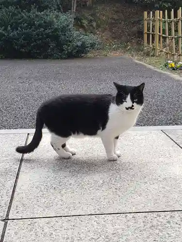 白金氷川神社の動物