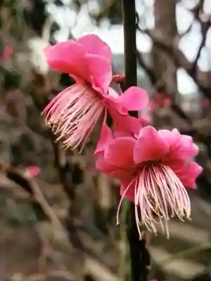 小野照崎神社(東京都)