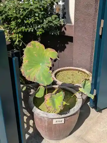 本行寺(東京都)