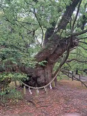 浜松八幡宮(静岡県)