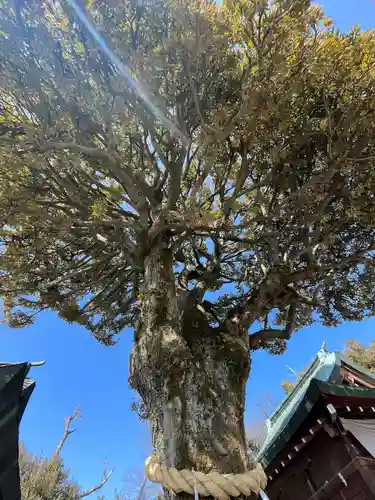 足利織姫神社(栃木県)