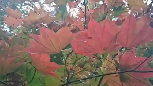  大岩山 最勝寺の自然