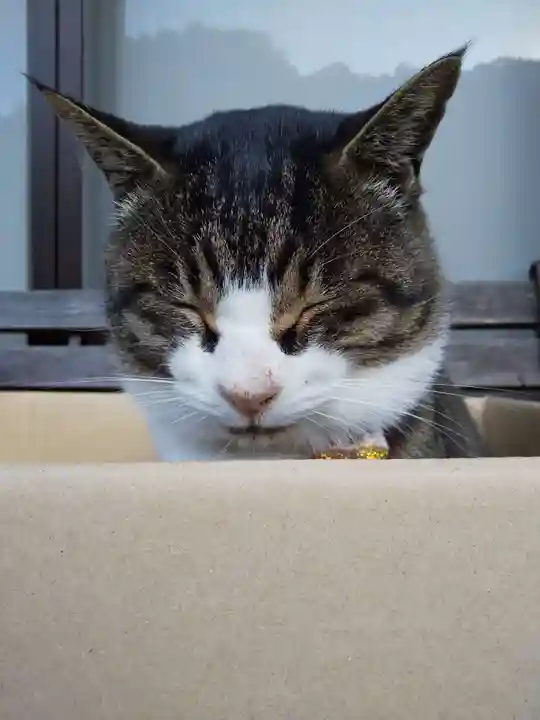 御誕生寺(猫寺)の動物