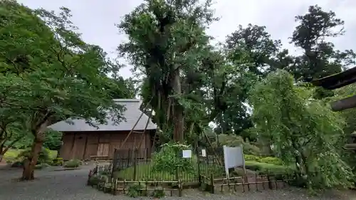 村山浅間神社の自然