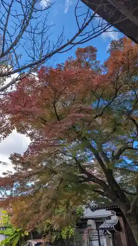 本満寺（本願満足寺）(京都府)