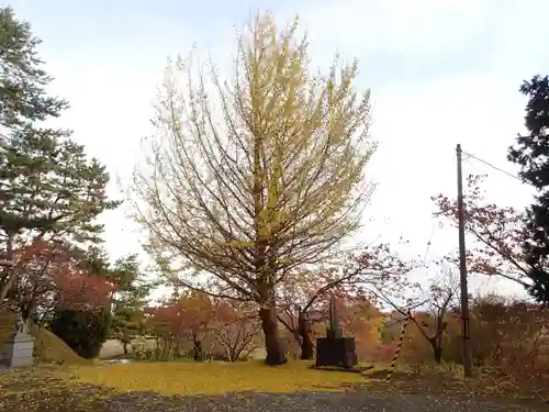 佐女川神社の自然