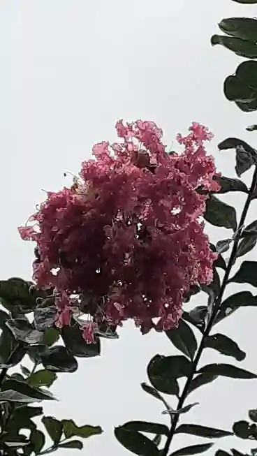 西方山極楽寺の自然