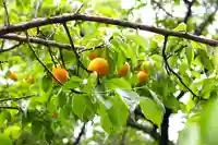 三津厳島神社(愛媛県)