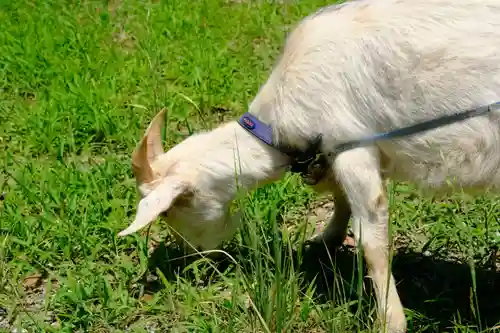和泉國一之宮　大鳥大社の動物