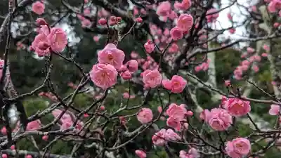 長岡天満宮(京都府)