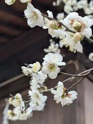 白幡八幡神社(神奈川県)