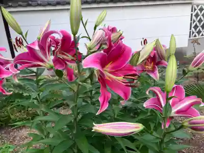 真言宗　善通寺派　薬王寺(香川県)