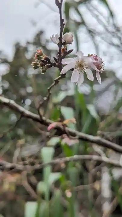 十輪寺(京都府)