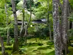 祇王寺の庭園