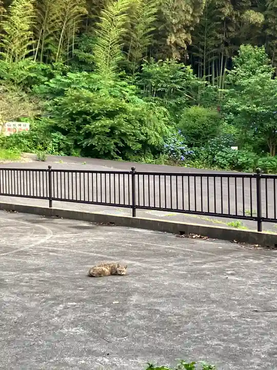 大山祇神社の動物
