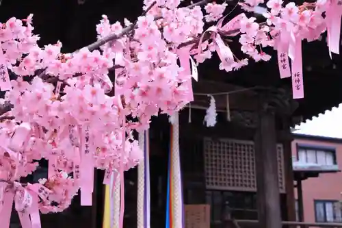 桜神宮の自然